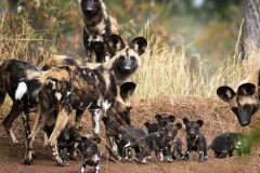 Biodiversity-_tracking-wilddogs