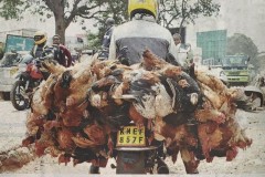 BIODIVERSITY-CONSERVATION_ANIMAL-CRUELTY-7
