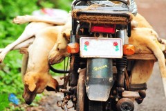 BIODIVERSITY-CONSERVATION_ANIMAL-CRUELTY-8