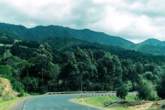 Biodiversity-Abadare-forest
