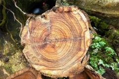 Biodiversity-Conservation-Forest-destruction-photo-