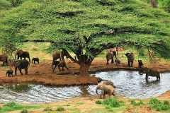 Biodiversity-_tracking-wilddogs-10