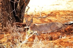 Biodiversity-cacal-cat
