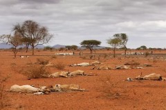Biodiversity-climate-change