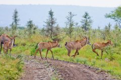 Biodiversity-conservation-1