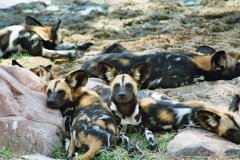 Biodiversity-conservation-8