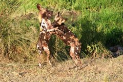 Biodiversity-wild-dog-photo-12