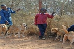 DOGS