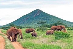 ELEPHANTS