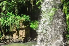 Forest-photo-3