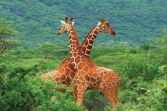 GIRAFFE