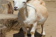 GOAT