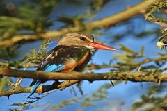 KING-FISHER