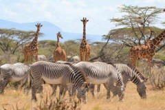 ZEBRAS-GIRAFFES